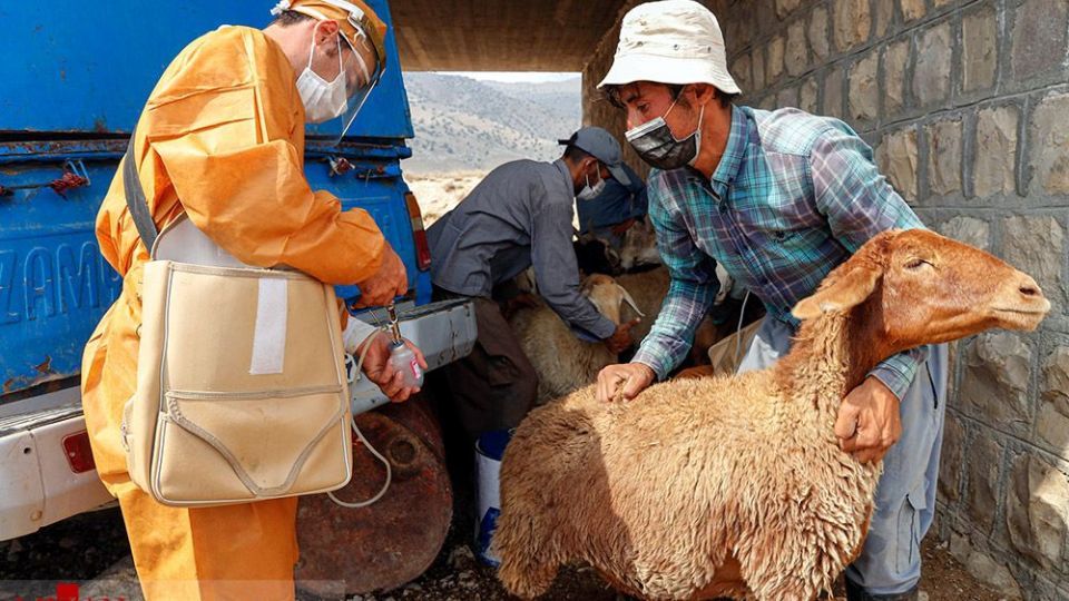 طرح واکسیناسیون دام‌های عشایر - خراسان شمالی