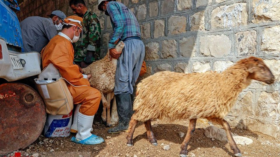 طرح واکسیناسیون دام‌های عشایر - خراسان شمالی