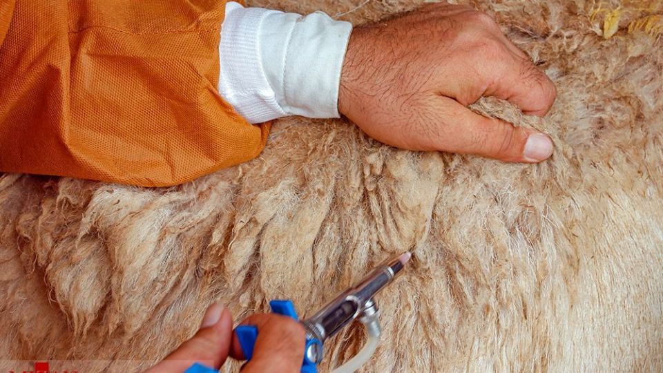 طرح واکسیناسیون دام‌های عشایر - خراسان شمالی