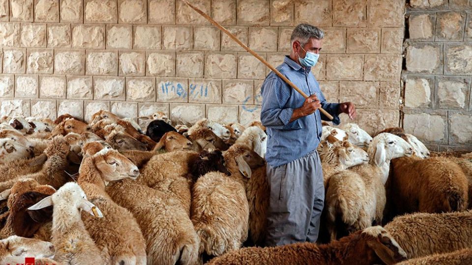 طرح واکسیناسیون دام‌های عشایر - خراسان شمالی