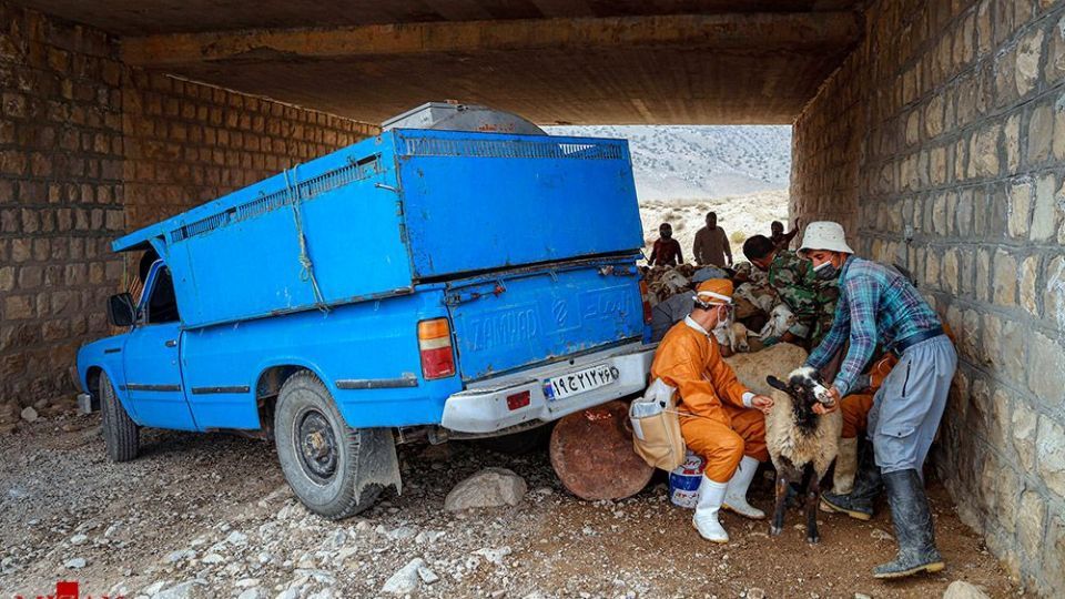 طرح واکسیناسیون دام‌های عشایر - خراسان شمالی