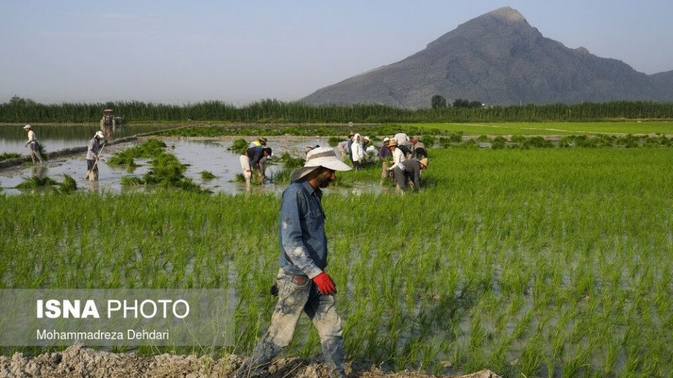 نشاء‌ برنج در اوج «کم آبی»