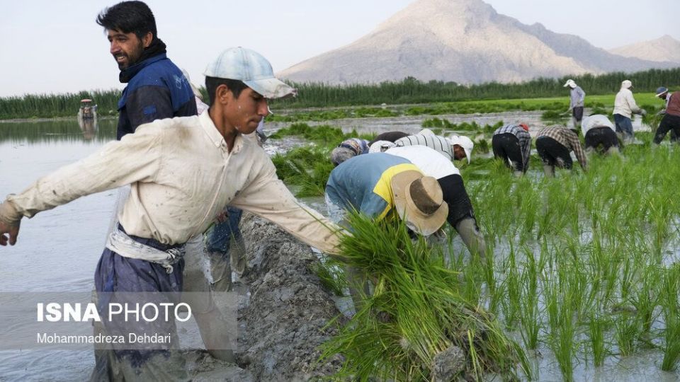 نشاء‌ برنج در اوج «کم آبی»