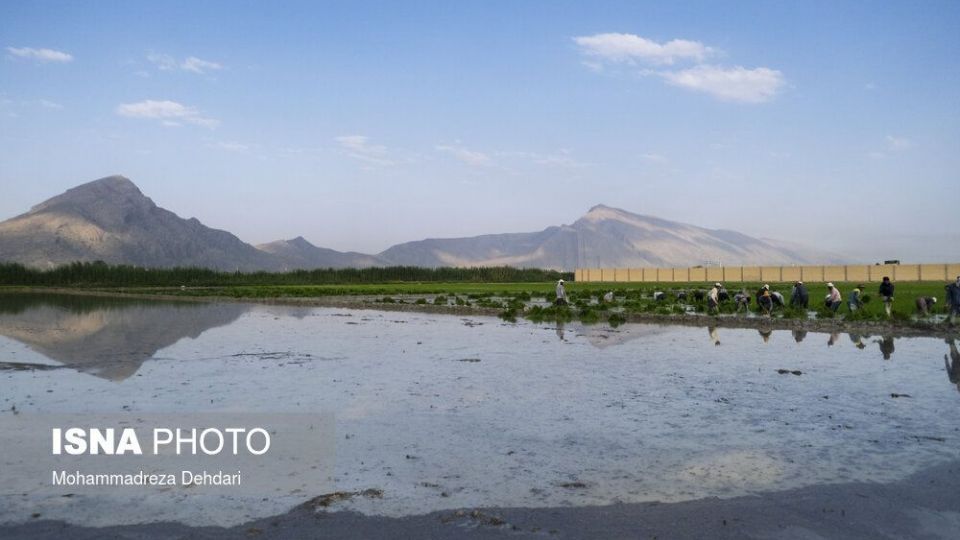 نشاء‌ برنج در اوج «کم آبی»