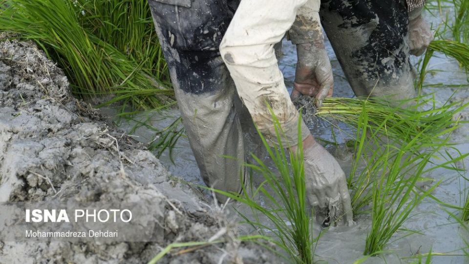 نشاء‌ برنج در اوج «کم آبی»