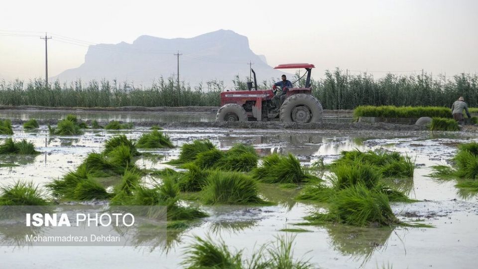 نشاء‌ برنج در اوج «کم آبی»