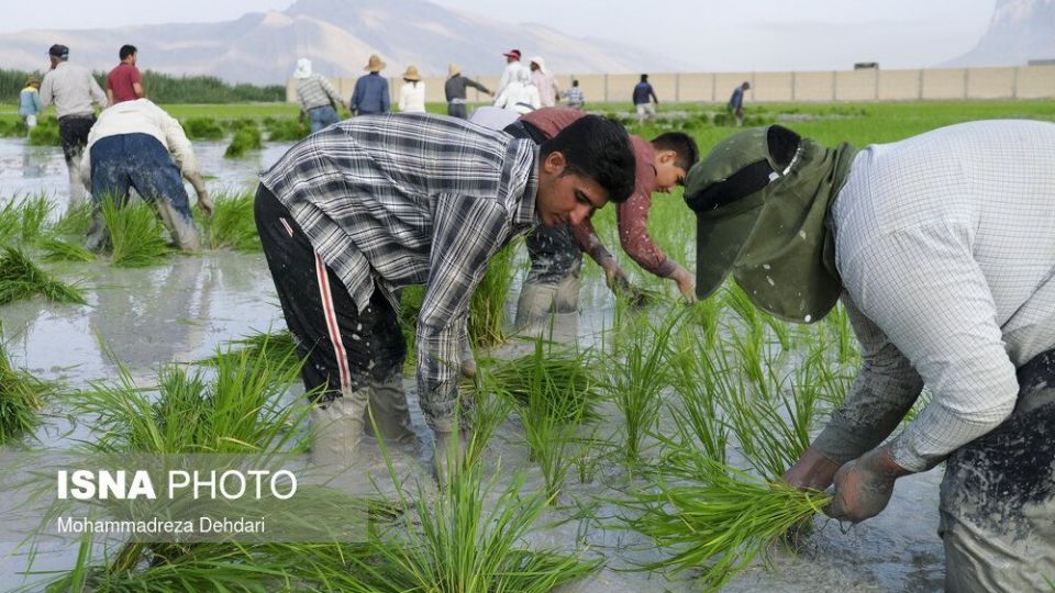 نشاء‌ برنج در اوج «کم آبی»