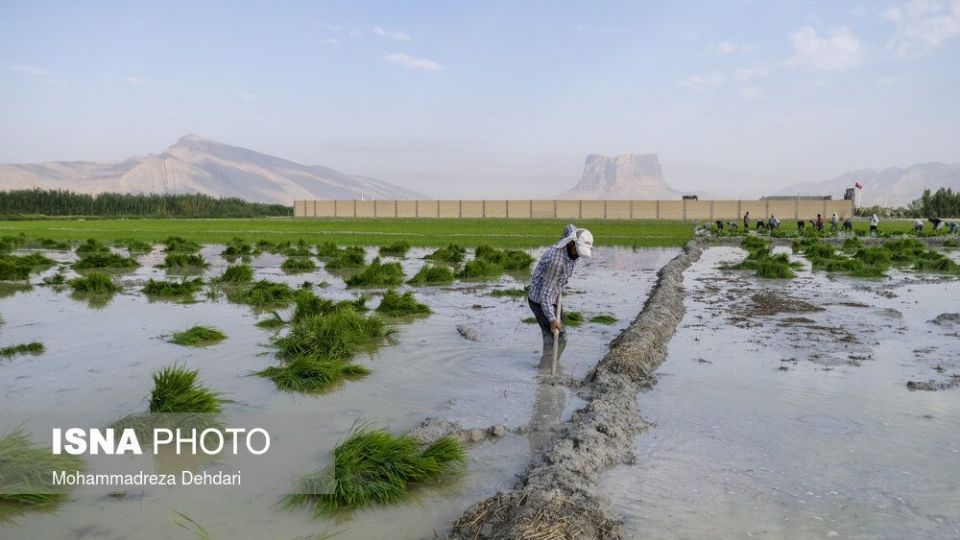 نشاء‌ برنج در اوج «کم آبی»