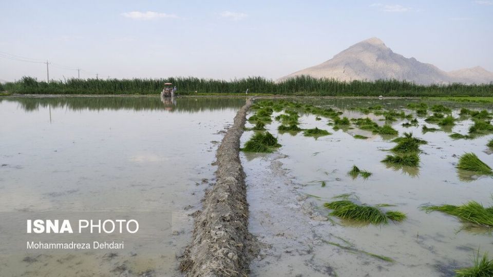 نشاء‌ برنج در اوج «کم آبی»