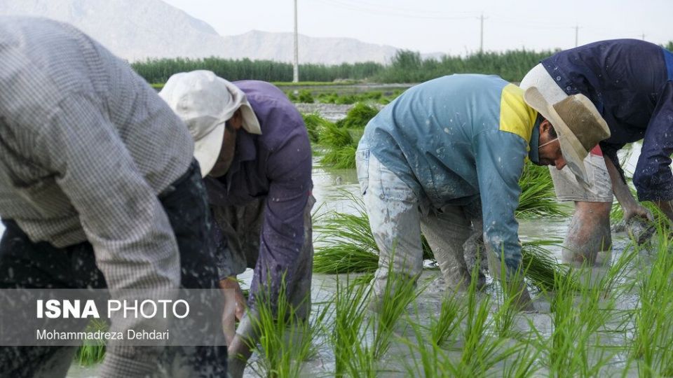 نشاء‌ برنج در اوج «کم آبی»