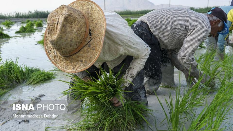 نشاء‌ برنج در اوج «کم آبی»