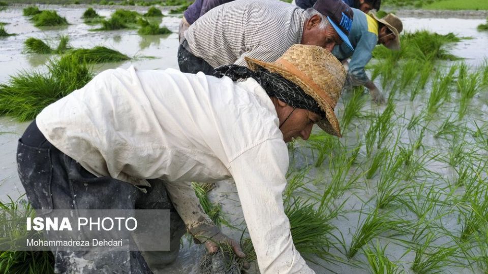 نشاء‌ برنج در اوج «کم آبی»