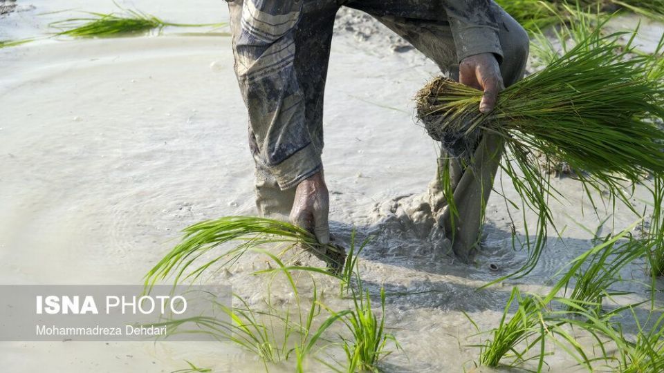 نشاء‌ برنج در اوج «کم آبی»