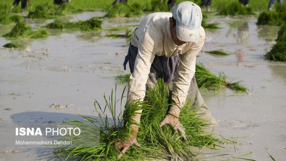 نشاء‌ برنج در اوج «کم آبی»