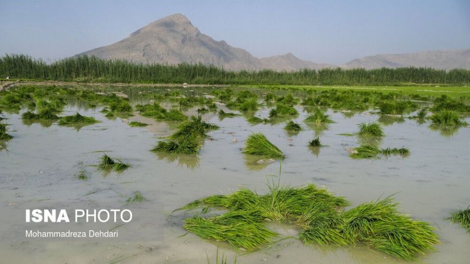نشاء‌ برنج در اوج «کم آبی»