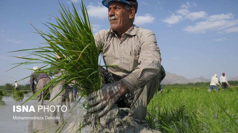 نشاء‌ برنج در اوج «کم آبی»