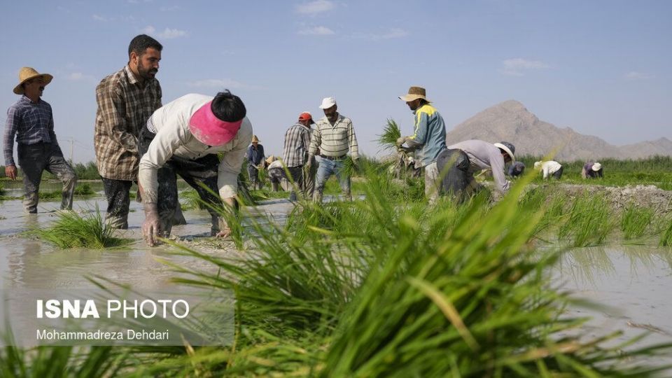 نشاء‌ برنج در اوج «کم آبی»