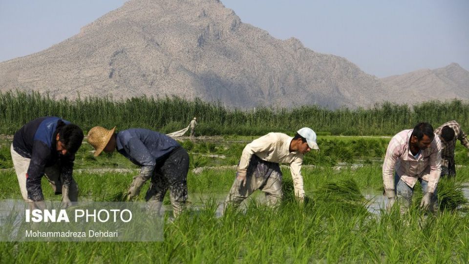 نشاء‌ برنج در اوج «کم آبی»