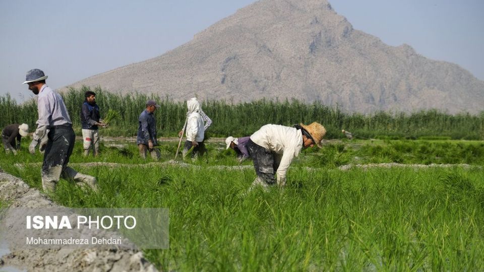 نشاء‌ برنج در اوج «کم آبی»