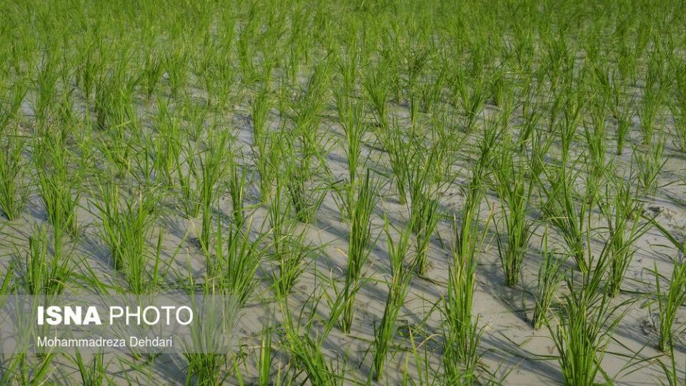 نشاء‌ برنج در اوج «کم آبی»