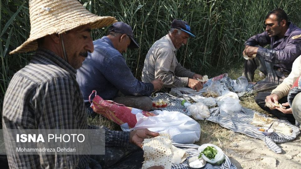 نشاء‌ برنج در اوج «کم آبی»