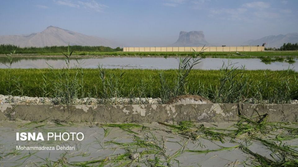 نشاء‌ برنج در اوج «کم آبی»