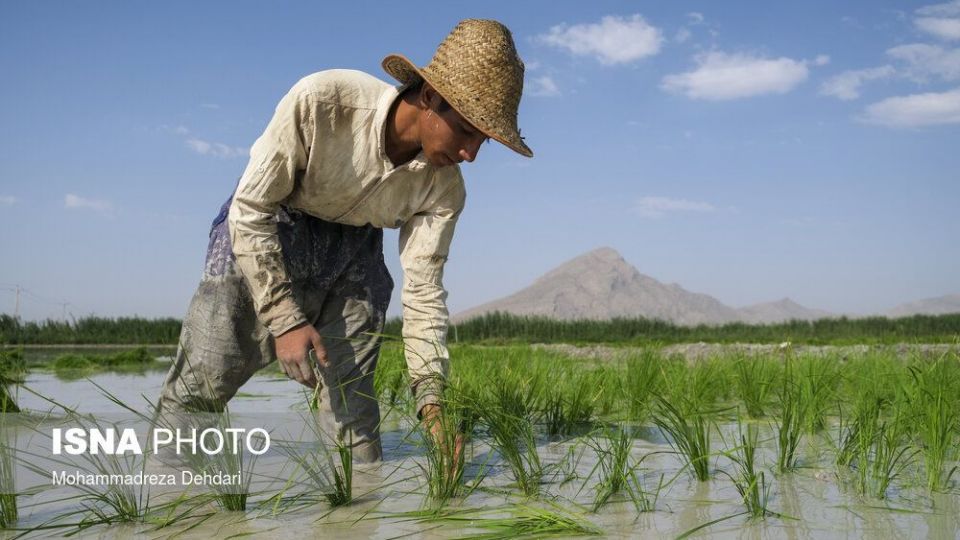 نشاء‌ برنج در اوج «کم آبی»