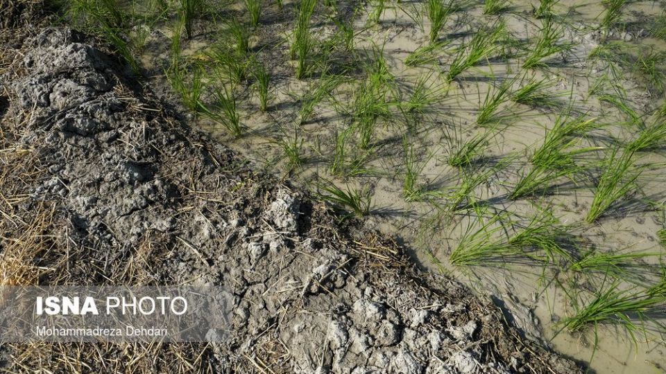 نشاء‌ برنج در اوج «کم آبی»