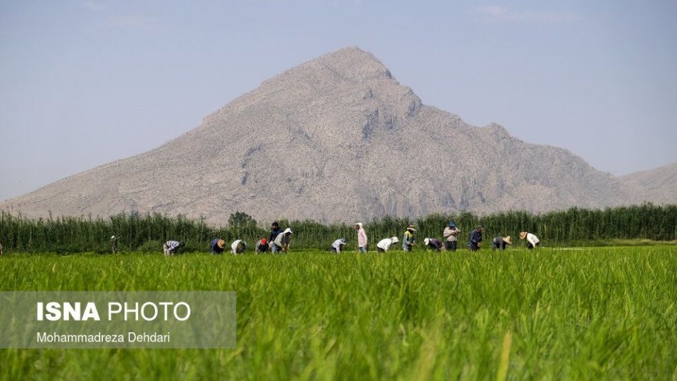 نشاء‌ برنج در اوج «کم آبی»