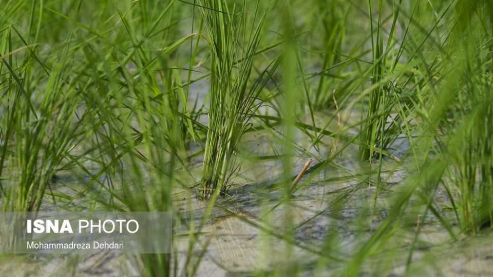 نشاء‌ برنج در اوج «کم آبی»