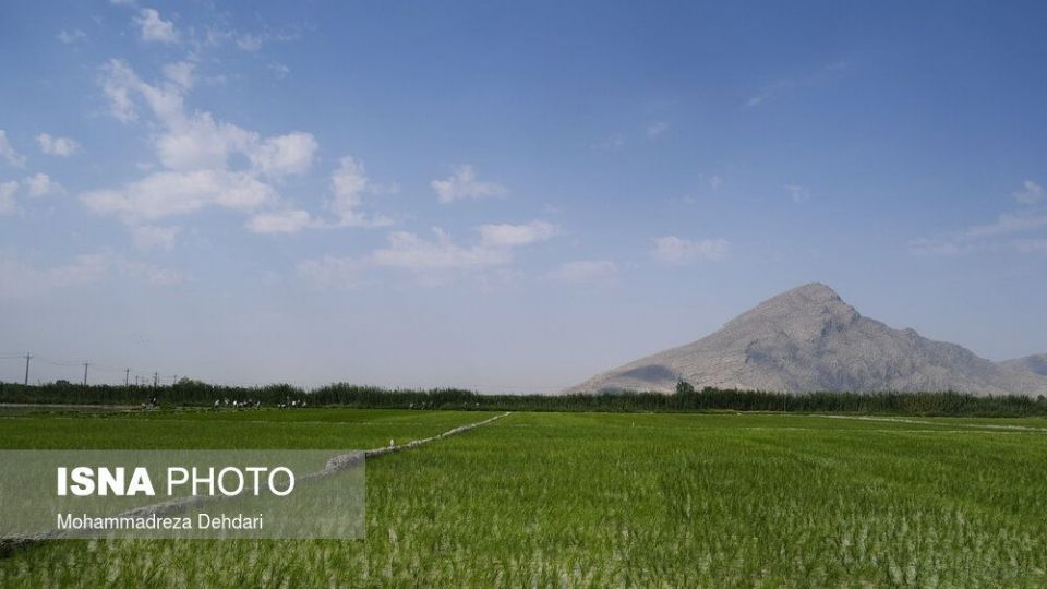 نشاء‌ برنج در اوج «کم آبی»