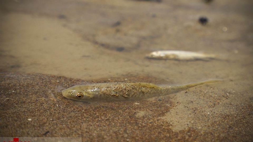 هورالعظیم در اغما