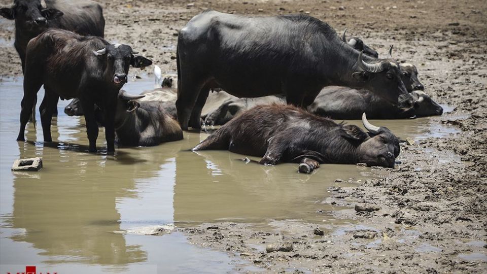 هورالعظیم در اغما