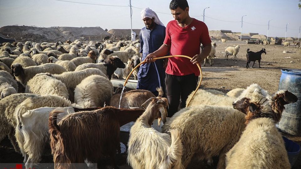 هورالعظیم در اغما