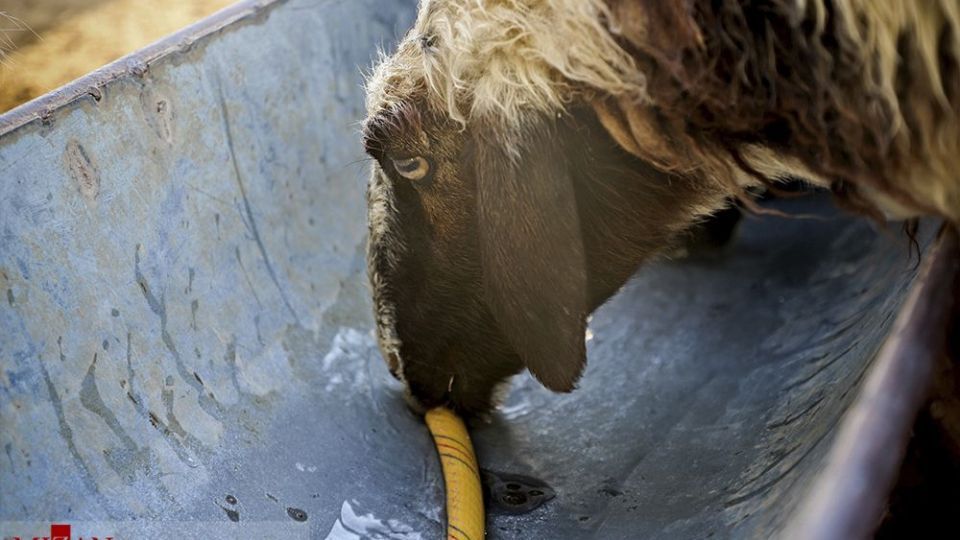 هورالعظیم در اغما