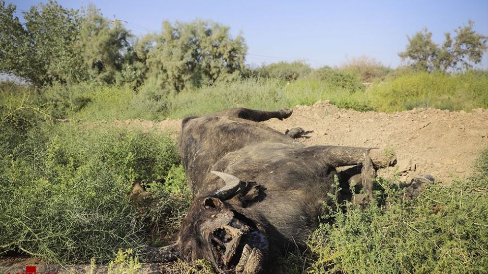 هورالعظیم در اغما