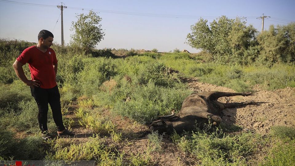 هورالعظیم در اغما