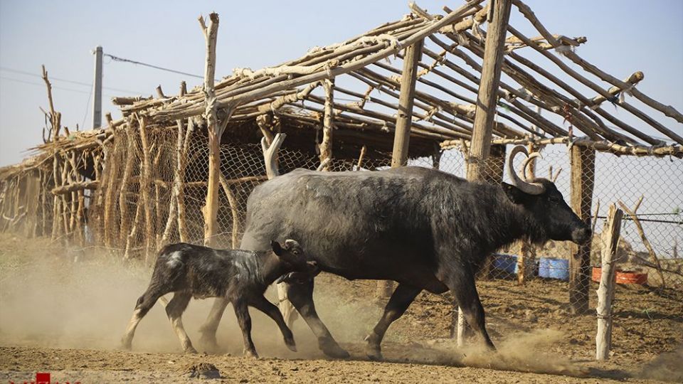 هورالعظیم در اغما