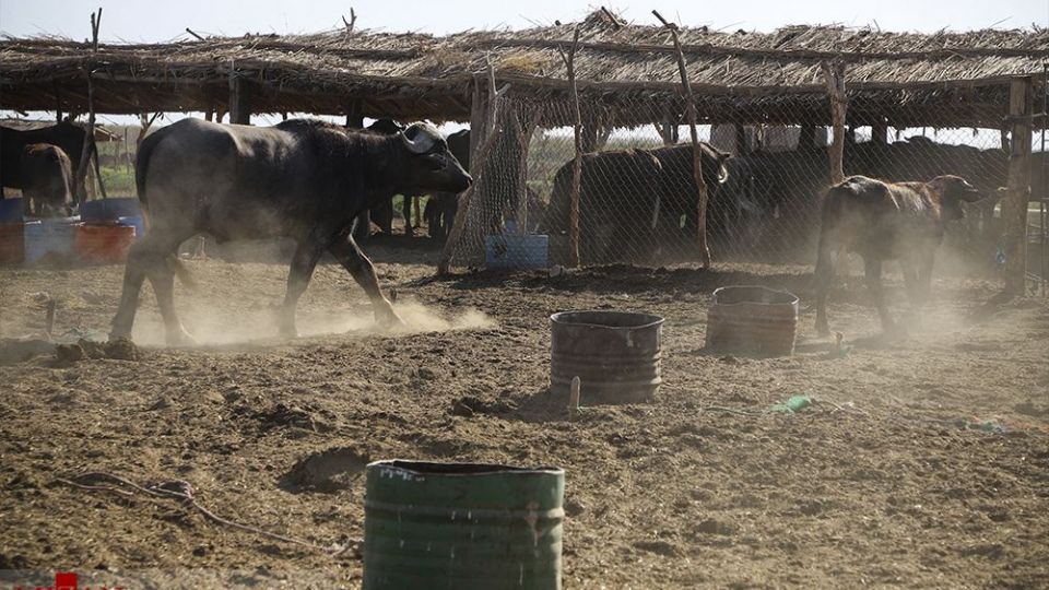 هورالعظیم در اغما