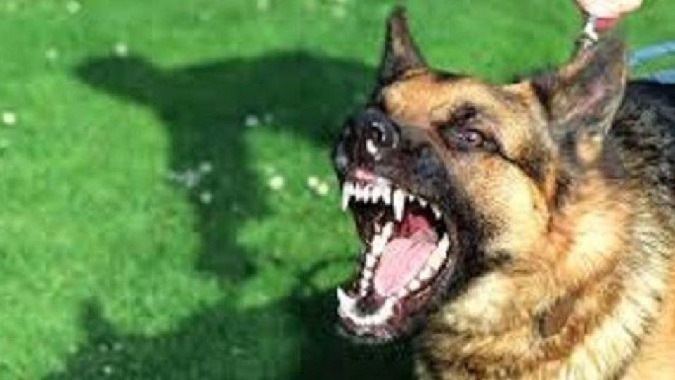 توضیح پلیس درباره فیلم منتشر شده از رفتار یک سرباز در برخورد با سگ‌گردانی