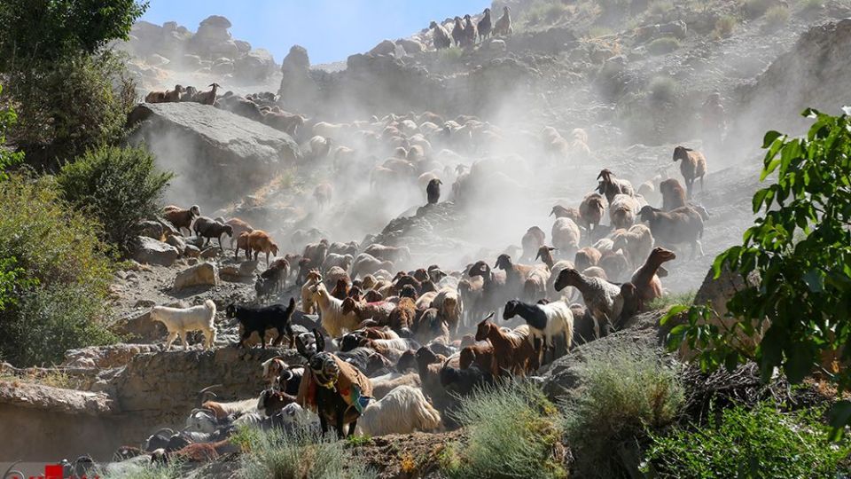 شست وشوی گوسفند‌ان - کلات