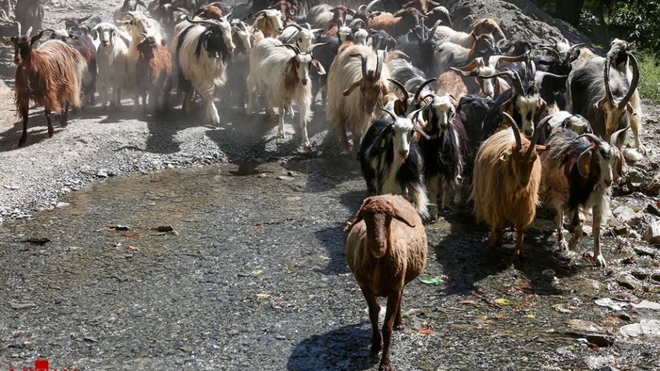 شست وشوی گوسفند‌ان - کلات
