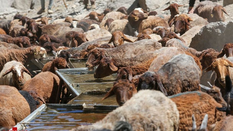 شست وشوی گوسفند‌ان - کلات