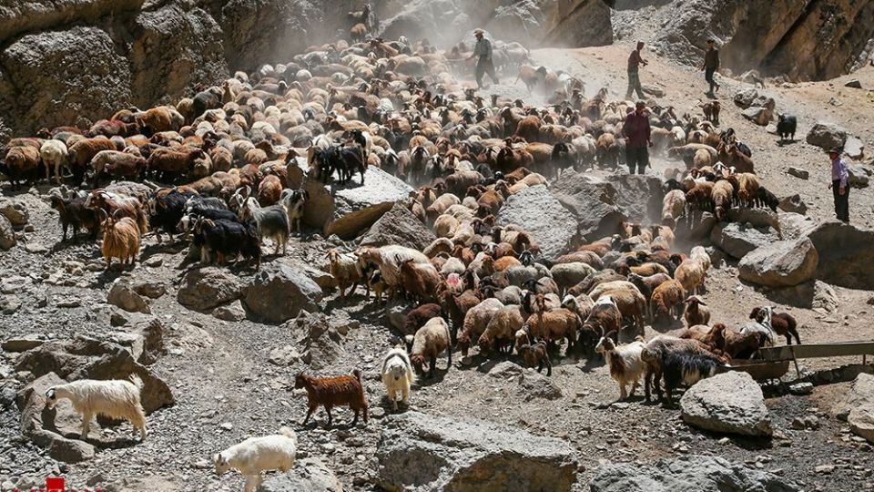 شست وشوی گوسفند‌ان - کلات