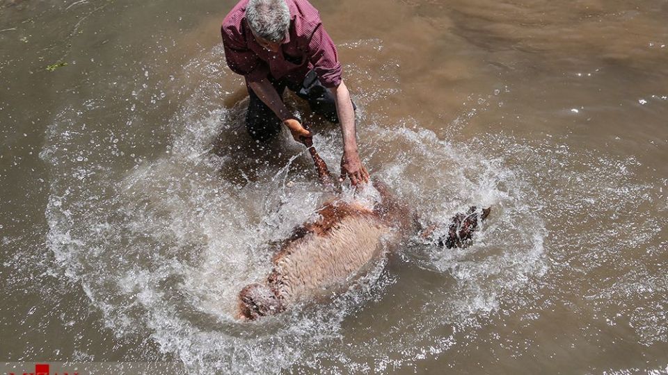 شست وشوی گوسفند‌ان - کلات