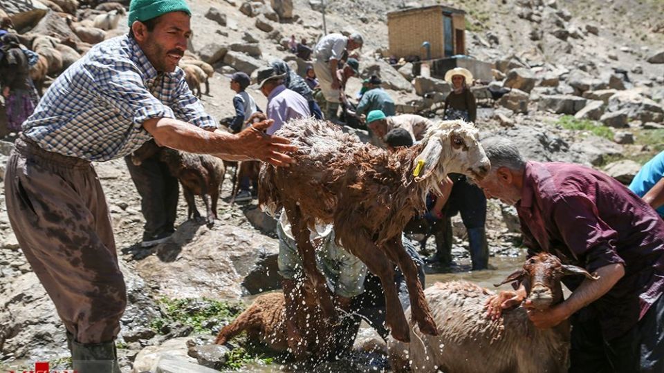 شست وشوی گوسفند‌ان - کلات