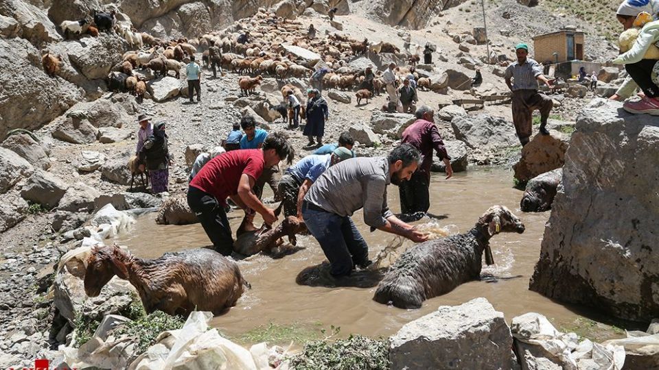 شست وشوی گوسفند‌ان - کلات