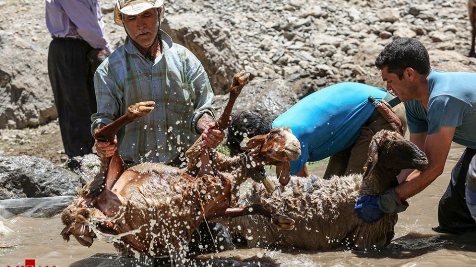شست وشوی گوسفند‌ان - کلات