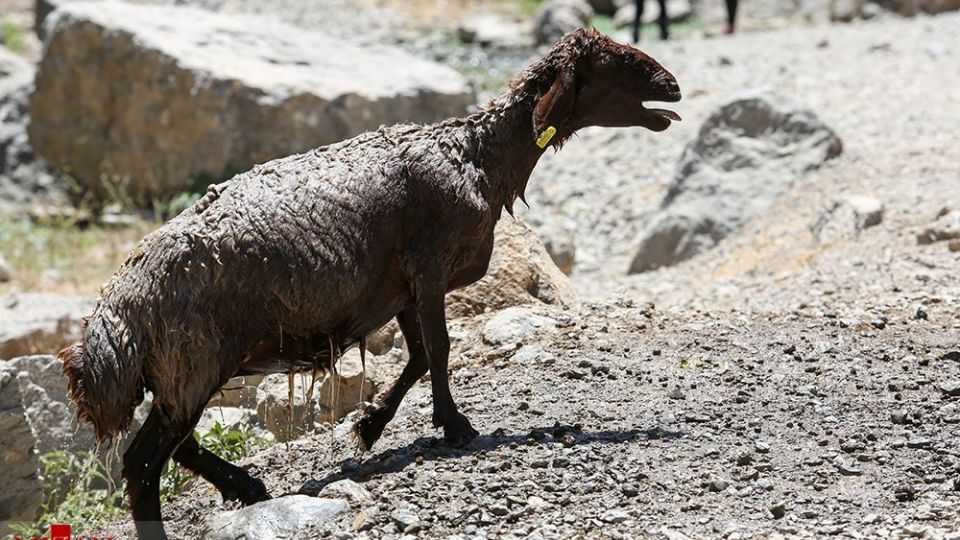 شست وشوی گوسفند‌ان - کلات