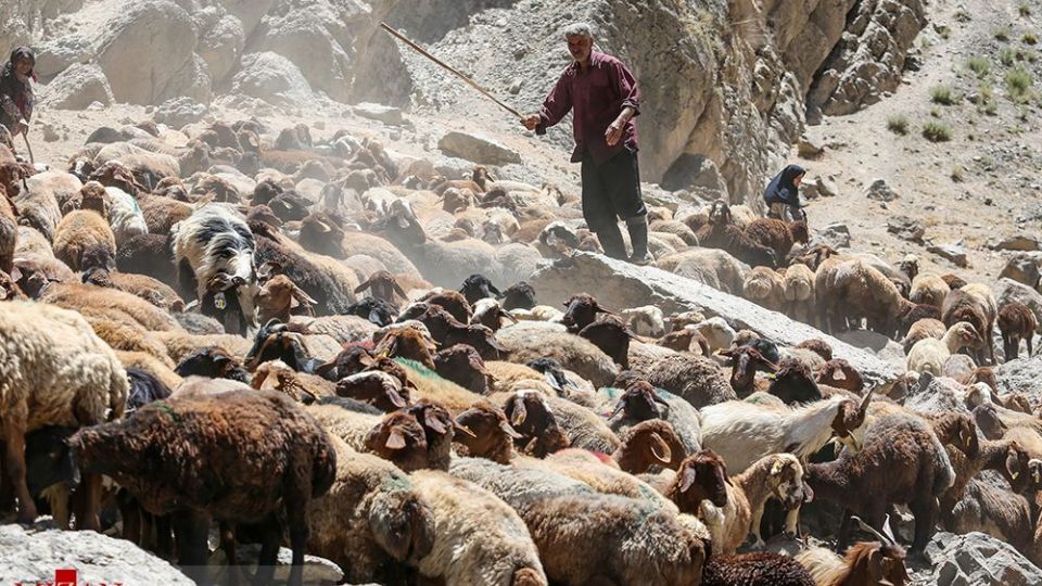 شست وشوی گوسفند‌ان - کلات